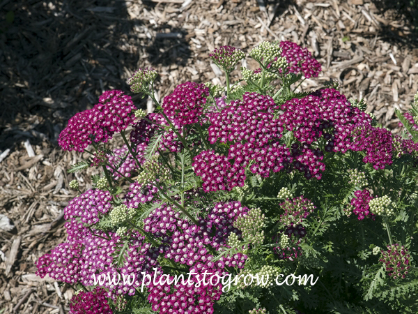 Achillea New Vintage Violet